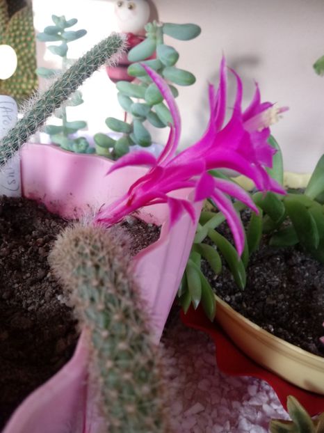  - Cactusi