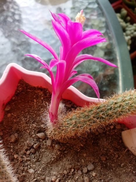  - Cactusi