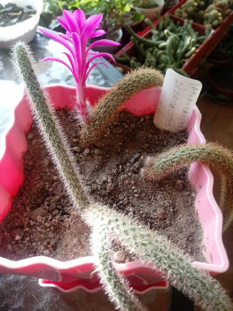  - Cactusi