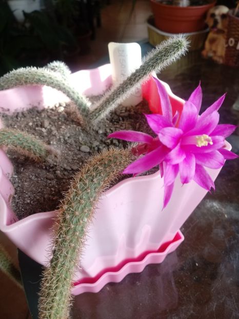  - Cactusi