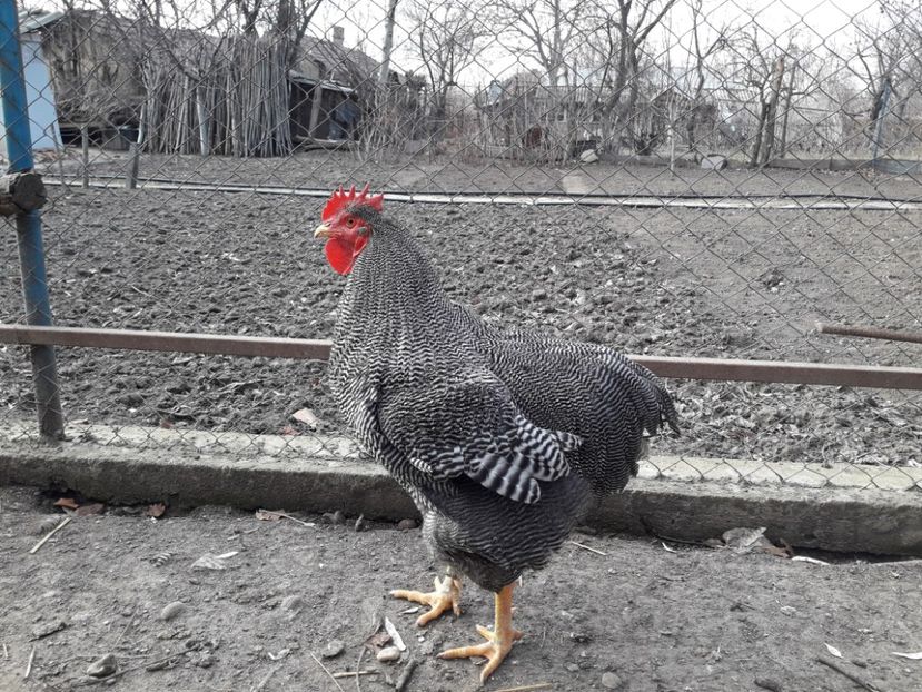  - 6 - B2 PLYMOUTH ROCK BARAT MATCA 2019