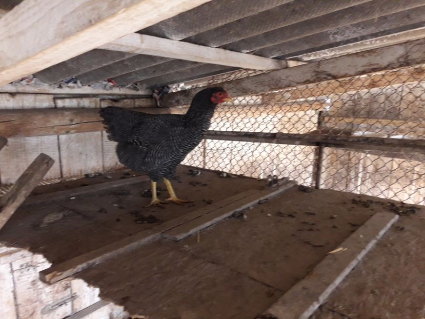  - 6 - B2 PLYMOUTH ROCK BARAT MATCA 2019