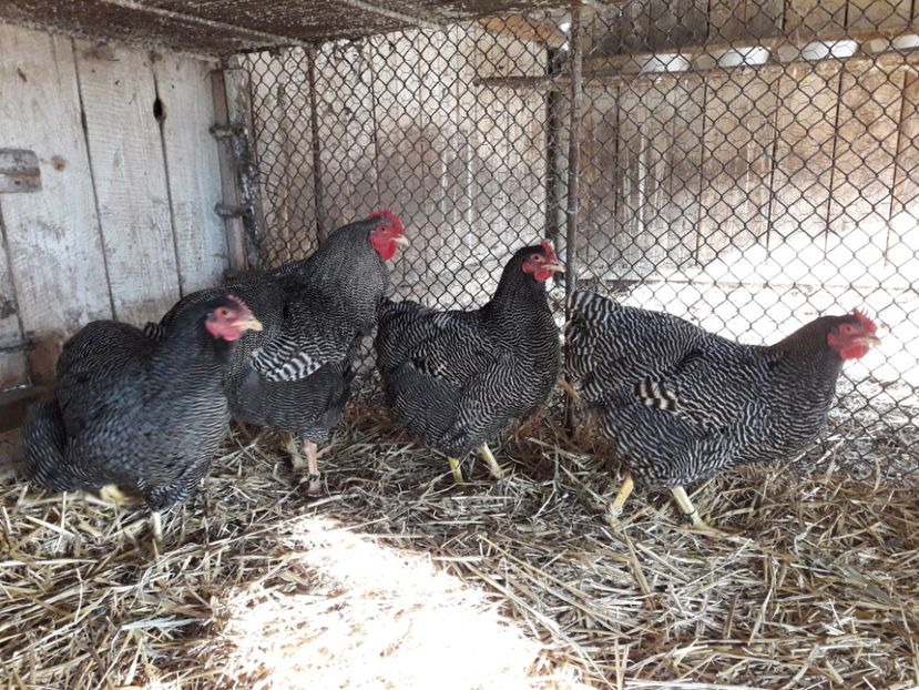  - 6 - B2 PLYMOUTH ROCK BARAT MATCA 2019