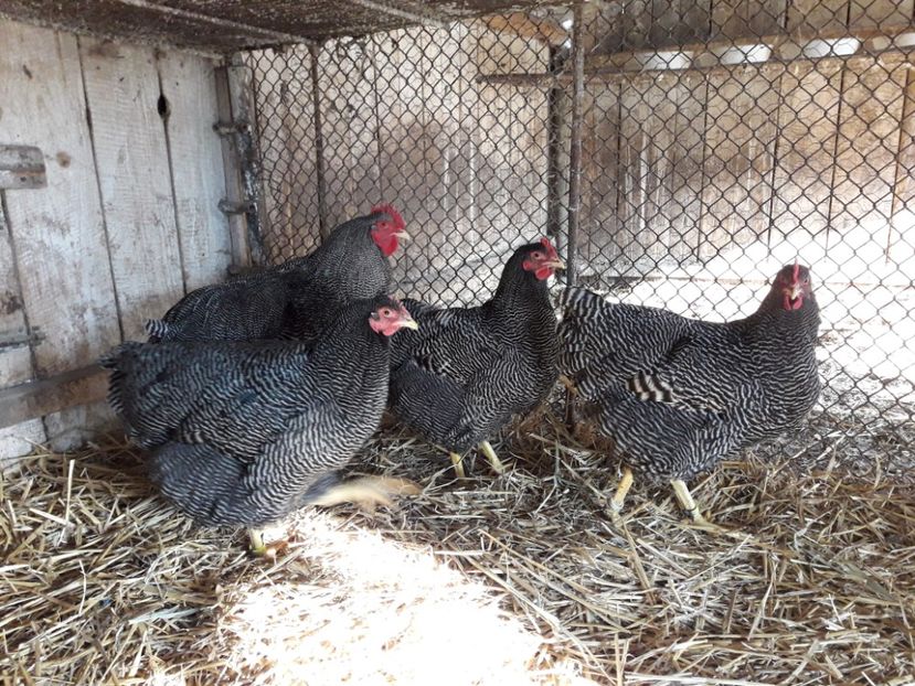  - 6 - B2 PLYMOUTH ROCK BARAT MATCA 2019