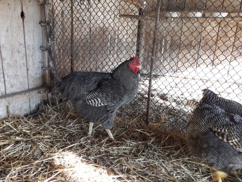  - 6 - B2 PLYMOUTH ROCK BARAT MATCA 2019