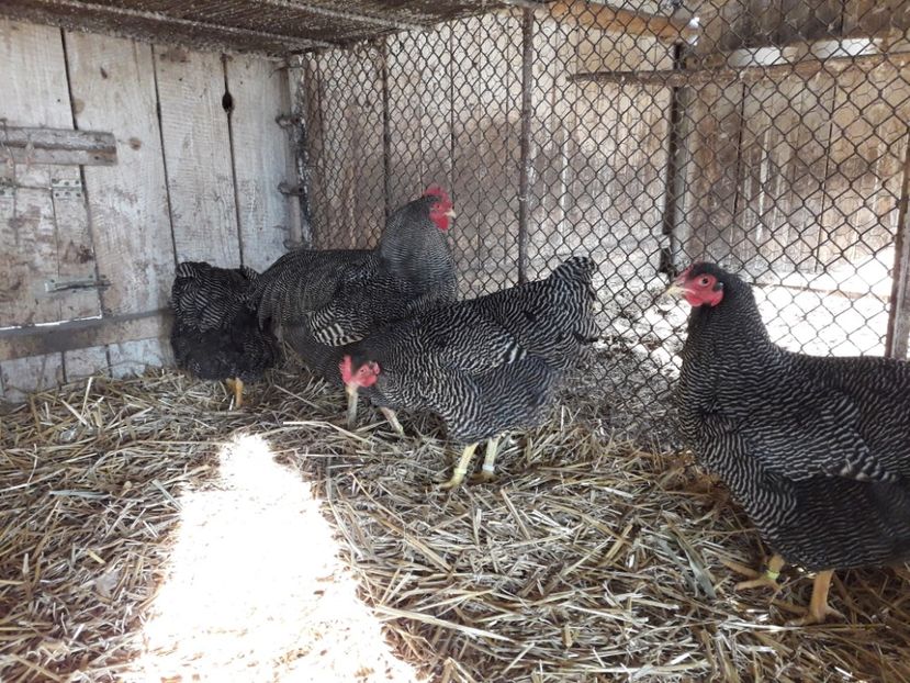  - 6 - B2 PLYMOUTH ROCK BARAT MATCA 2019