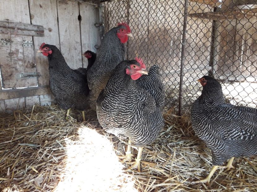  - 6 - B2 PLYMOUTH ROCK BARAT MATCA 2019