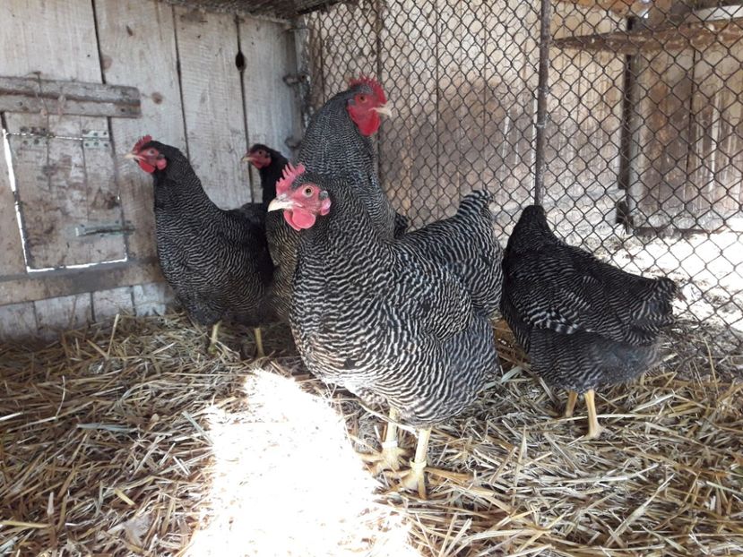  - 6 - B2 PLYMOUTH ROCK BARAT MATCA 2019