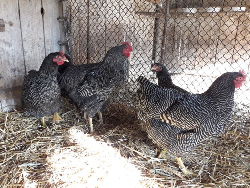  - 6 - B2 PLYMOUTH ROCK BARAT MATCA 2019