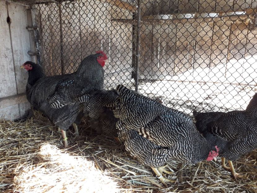  - 6 - B2 PLYMOUTH ROCK BARAT MATCA 2019