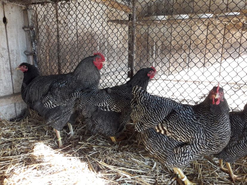  - 6 - B2 PLYMOUTH ROCK BARAT MATCA 2019