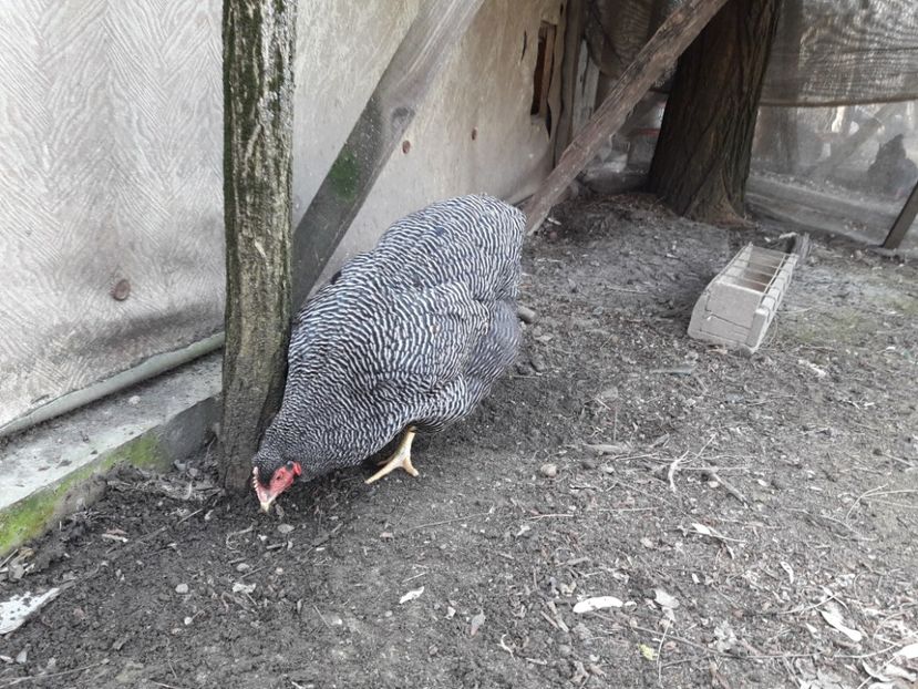  - 6 - B2 PLYMOUTH ROCK BARAT MATCA 2019