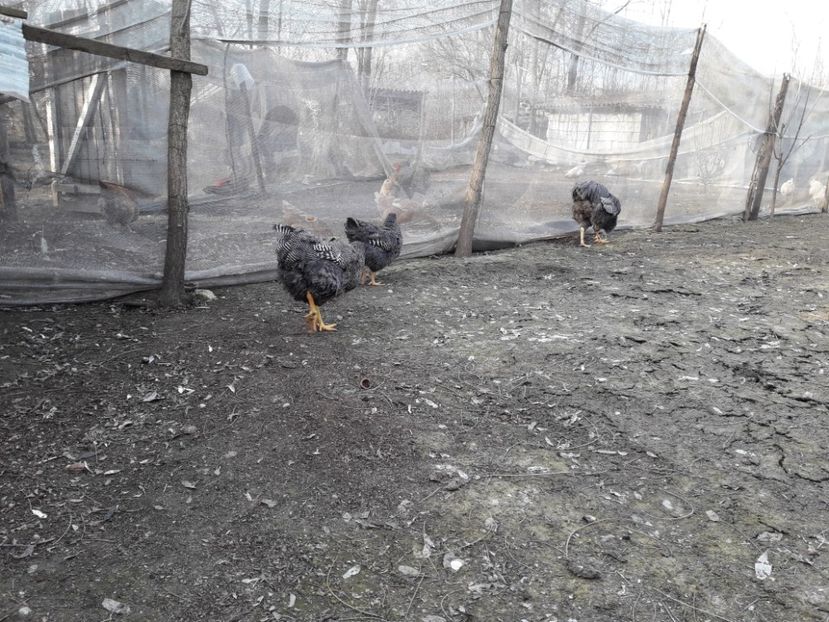  - 6 - B2 PLYMOUTH ROCK BARAT MATCA 2019