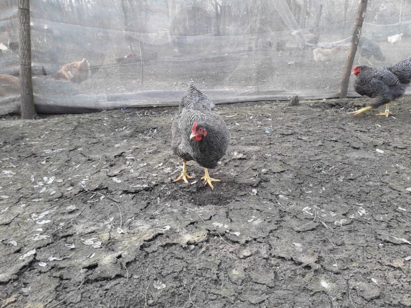  - 6 - B2 PLYMOUTH ROCK BARAT MATCA 2019