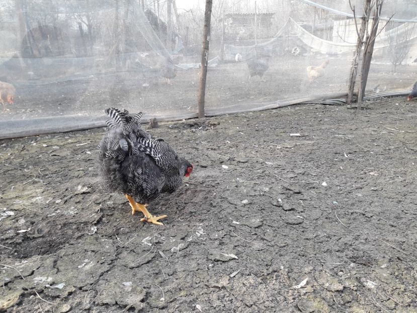  - 6 - B2 PLYMOUTH ROCK BARAT MATCA 2019