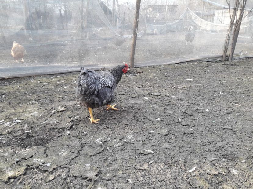  - 6 - B2 PLYMOUTH ROCK BARAT MATCA 2019