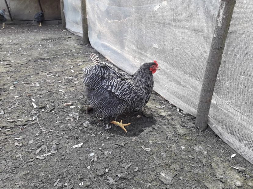  - 6 - B2 PLYMOUTH ROCK BARAT MATCA 2019