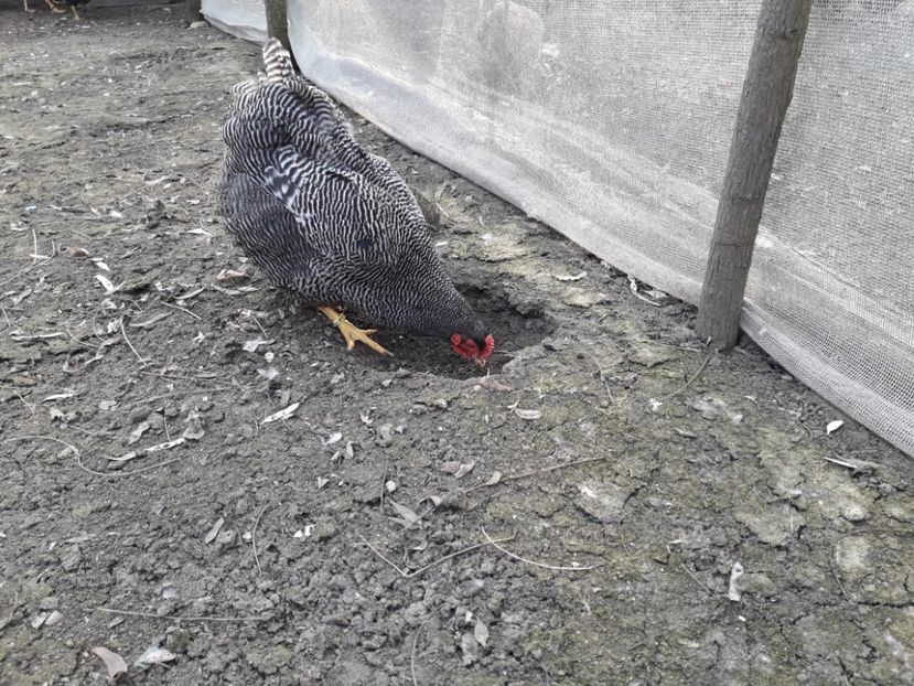  - 6 - B2 PLYMOUTH ROCK BARAT MATCA 2019