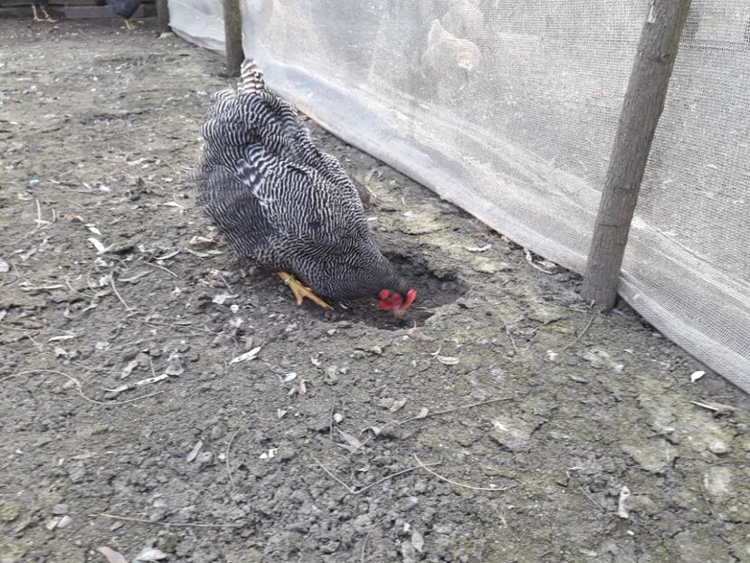  - 6 - B2 PLYMOUTH ROCK BARAT MATCA 2019