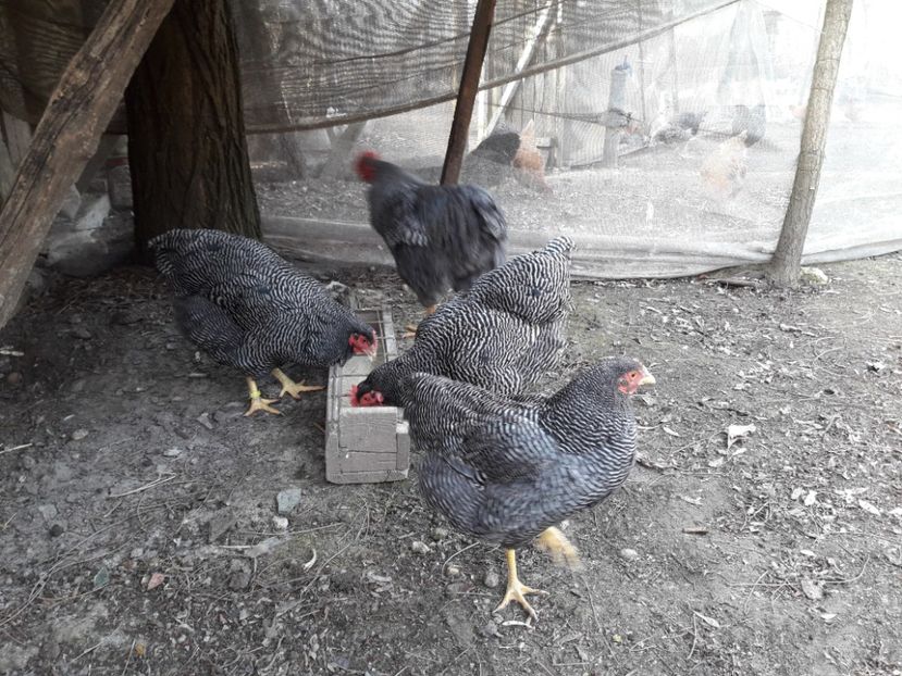  - 6 - B2 PLYMOUTH ROCK BARAT MATCA 2019