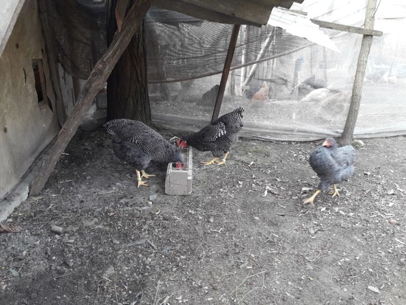  - 6 - B2 PLYMOUTH ROCK BARAT MATCA 2019