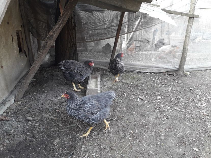  - 6 - B2 PLYMOUTH ROCK BARAT MATCA 2019