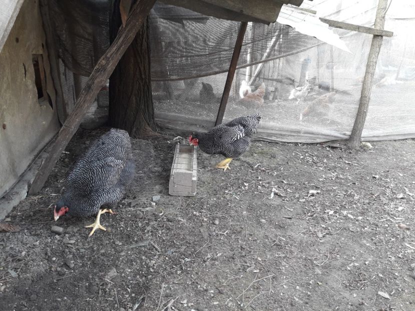  - 6 - B2 PLYMOUTH ROCK BARAT MATCA 2019