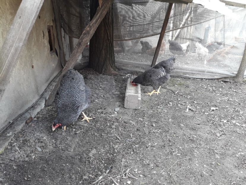  - 6 - B2 PLYMOUTH ROCK BARAT MATCA 2019