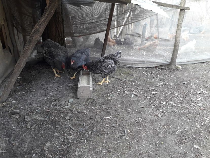  - 6 - B2 PLYMOUTH ROCK BARAT MATCA 2019