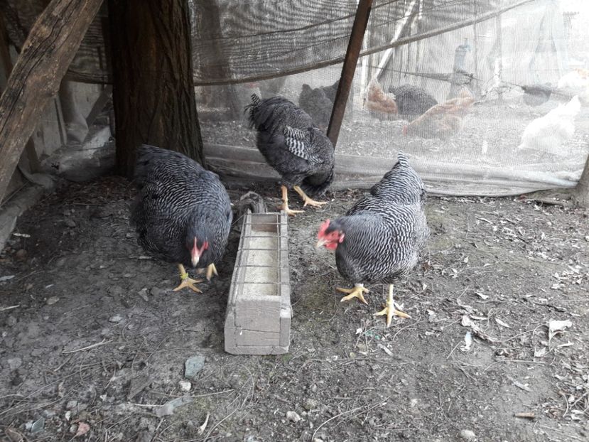  - 6 - B2 PLYMOUTH ROCK BARAT MATCA 2019