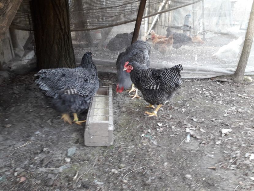  - 6 - B2 PLYMOUTH ROCK BARAT MATCA 2019