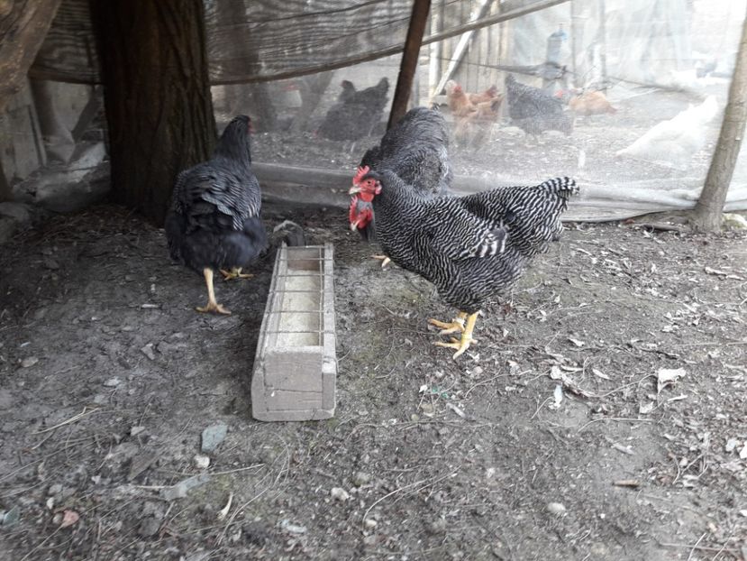  - 6 - B2 PLYMOUTH ROCK BARAT MATCA 2019