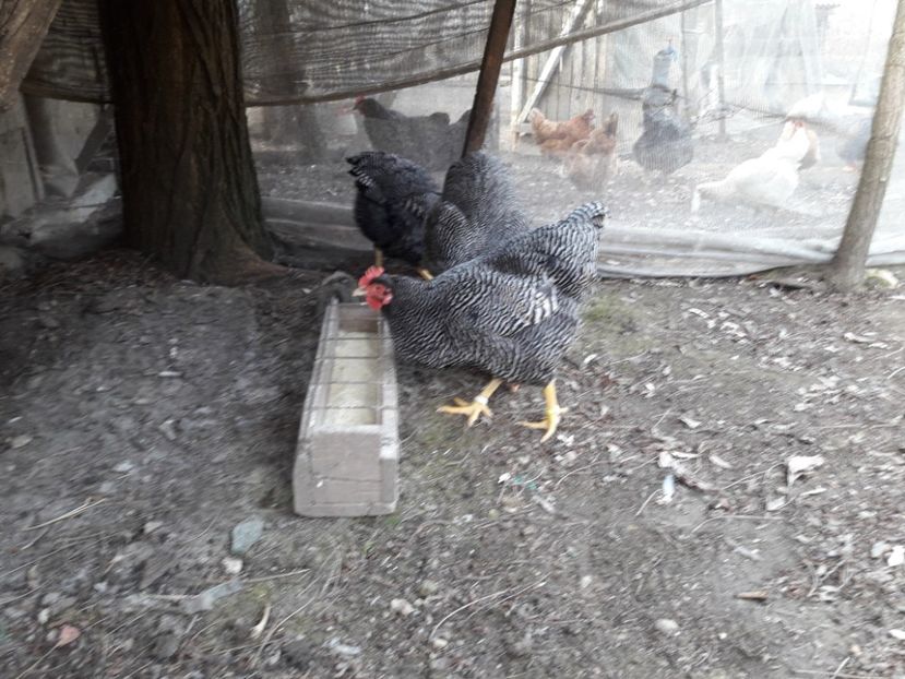  - 6 - B2 PLYMOUTH ROCK BARAT MATCA 2019