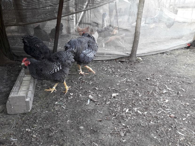  - 6 - B2 PLYMOUTH ROCK BARAT MATCA 2019