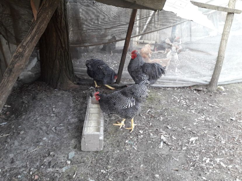  - 6 - B2 PLYMOUTH ROCK BARAT MATCA 2019