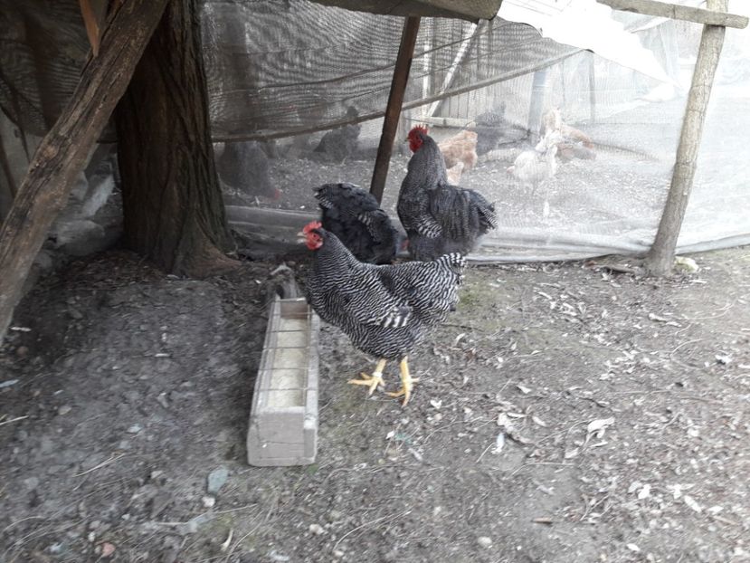  - 6 - B2 PLYMOUTH ROCK BARAT MATCA 2019