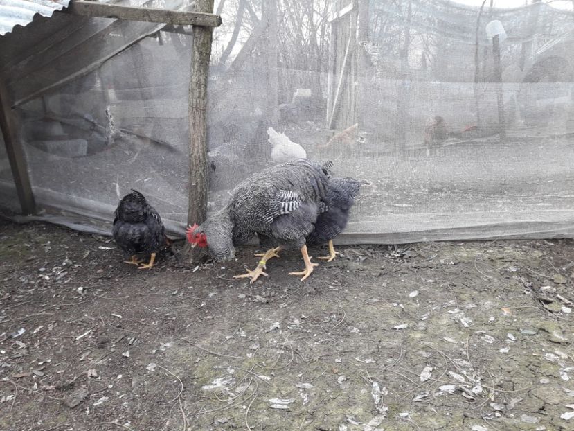  - 6 - B2 PLYMOUTH ROCK BARAT MATCA 2019