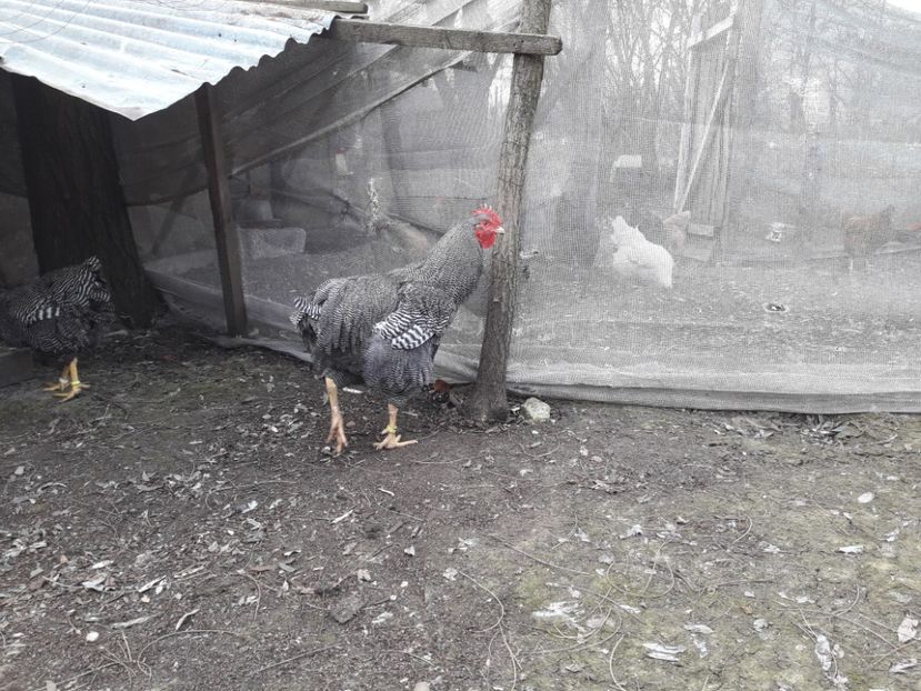  - 6 - B2 PLYMOUTH ROCK BARAT MATCA 2019