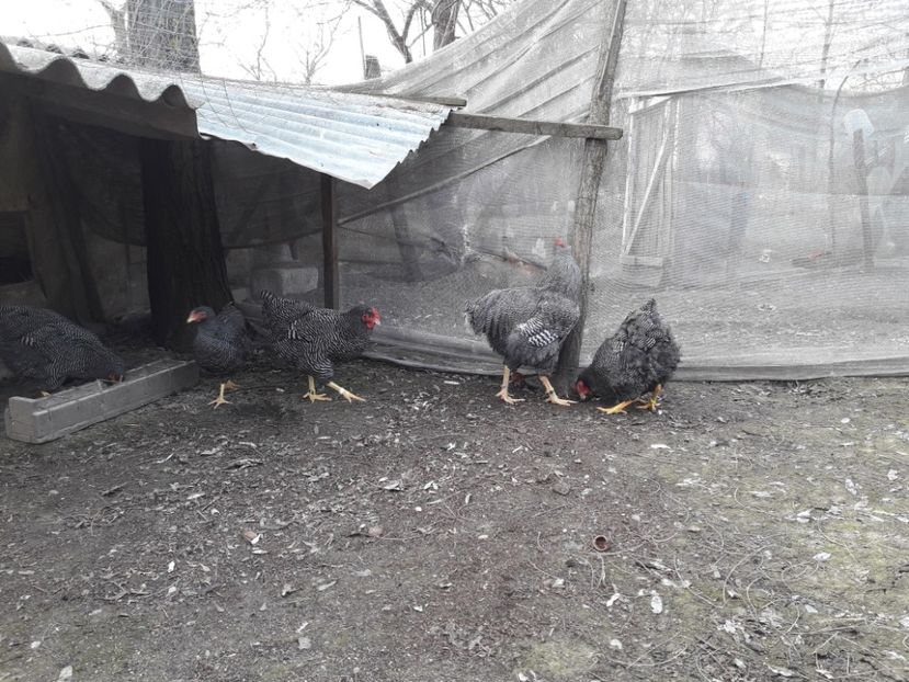  - 6 - B2 PLYMOUTH ROCK BARAT MATCA 2019