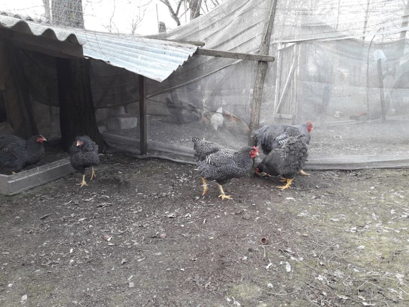  - 6 - B2 PLYMOUTH ROCK BARAT MATCA 2019