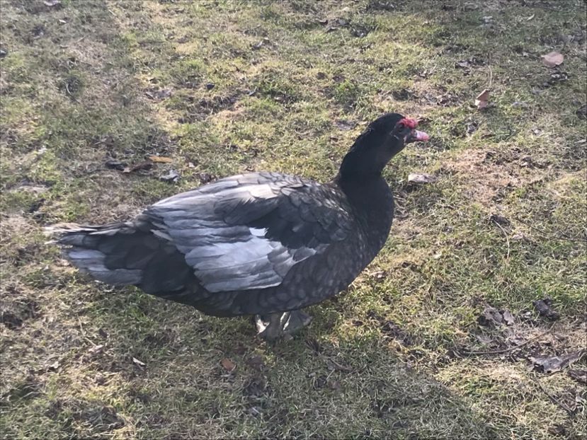  - b - Rate lesesti 2019