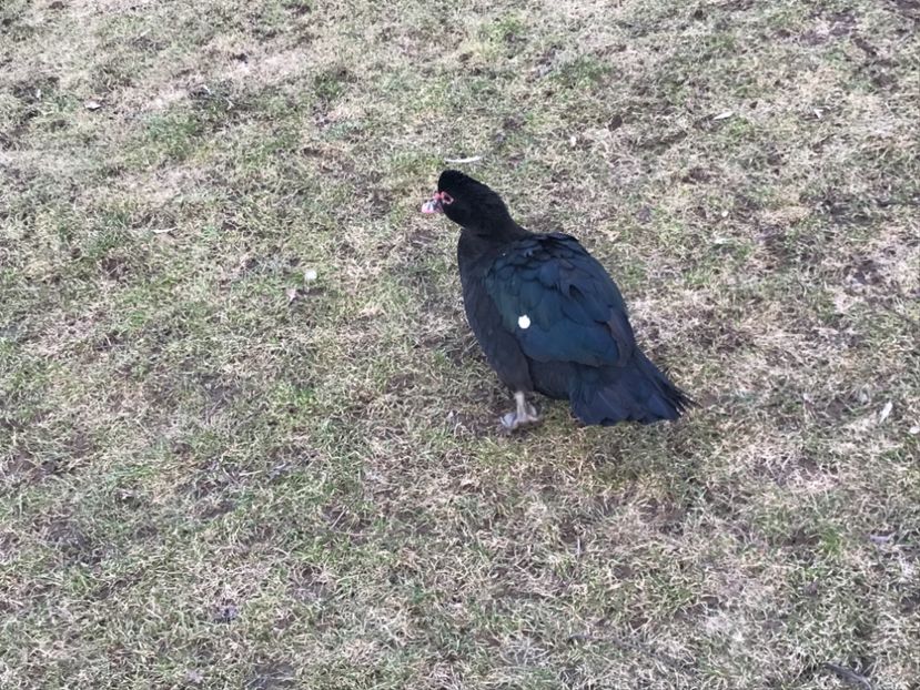  - b - Rate lesesti 2019