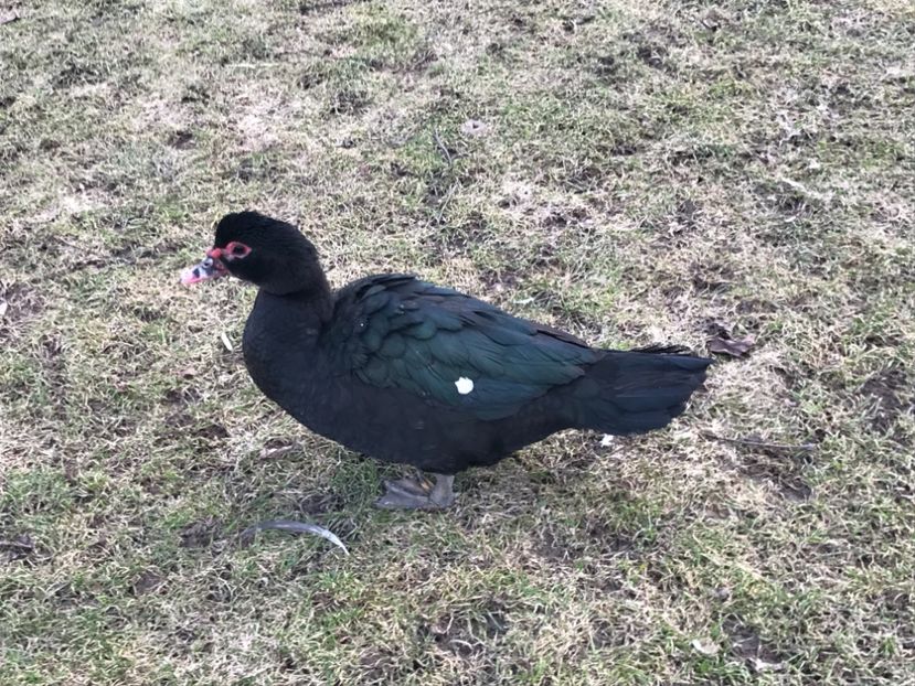  - b - Rate lesesti 2019