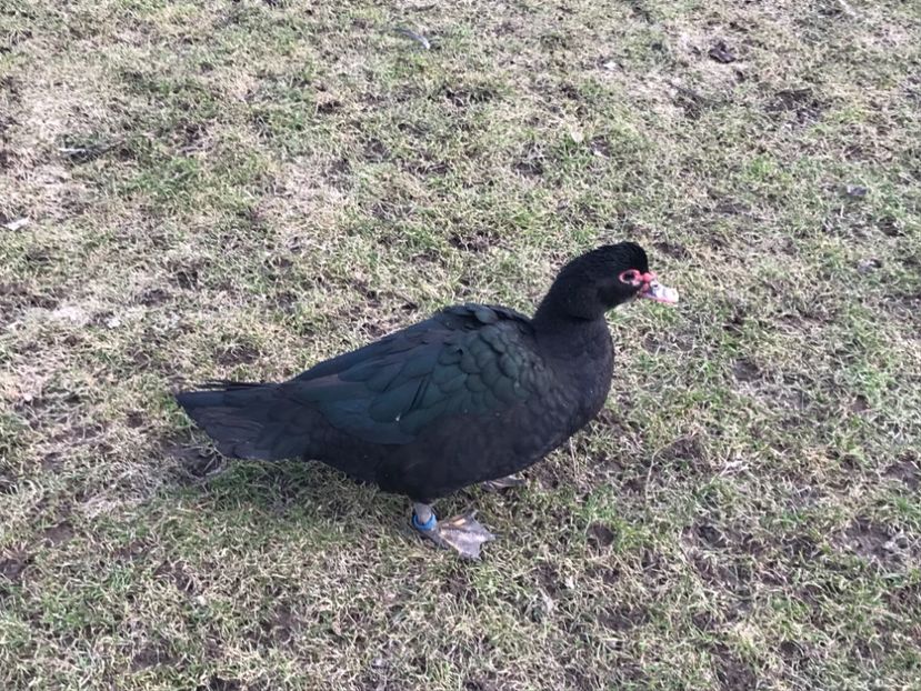  - b - Rate lesesti 2019