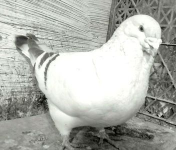 108928750_ZSKTXSK (1) - - A - CRESCATOR POLIVALENT