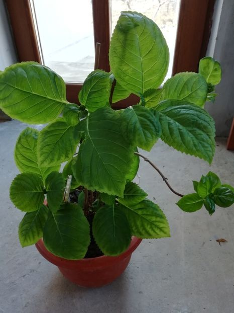 04.03.19-taube - Hortensii