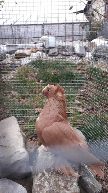 Masc rozete - ALBUM DE PRIVIT