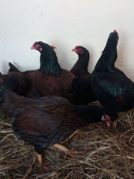  - Combatant indian talie mare