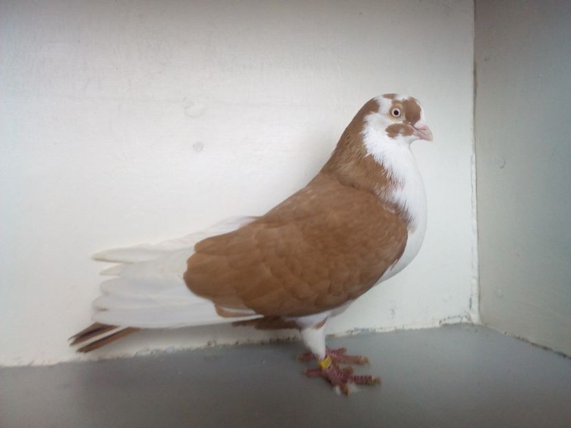  - jucatori de galati pe galben