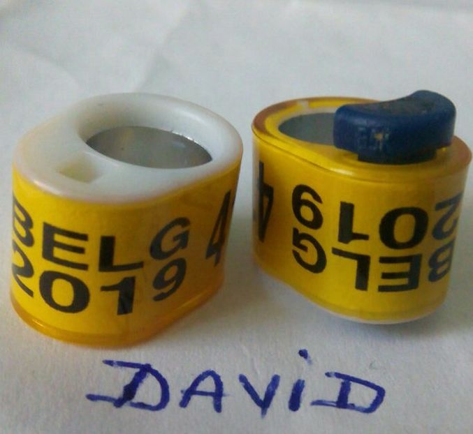 2019-BELGIA-lacas cip....-1,5 lei - Inele porumbei 2019 de vanzare